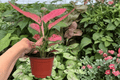 Aglaonema Geely Red - 2 Live Plants in 4-Inch Pots | Geely Red Foliage