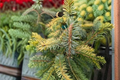 Cobra Norway Spruce Live Plant 1 Gal Pot - Picea abies ‘Cobra’ Weeping Evergreen Conifer