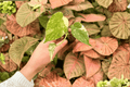 Monstera Legacy Starter Plants – 2 Exact Live Plants in 2" Pots