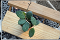 Hoya Mathilde Splash Starter Plant | 2-Inch Pot