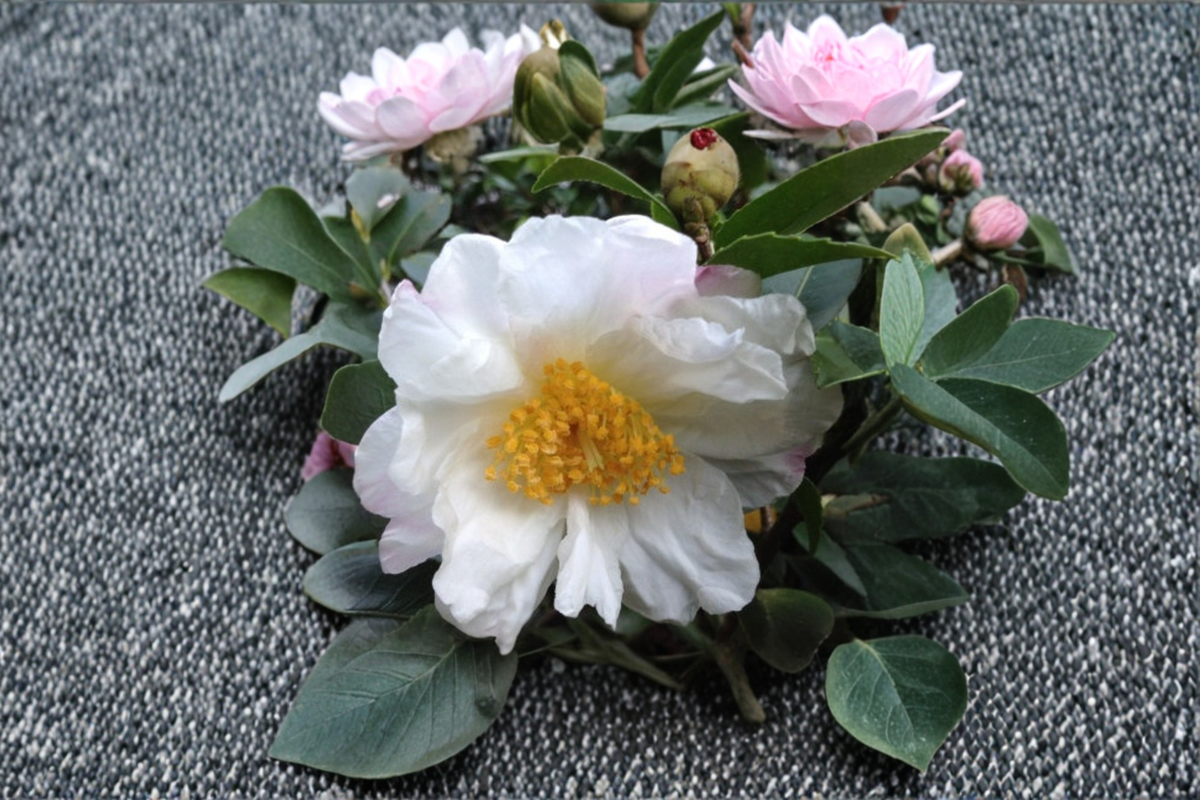 Winter’s Cupid Camellia – 1 Gallon Live Plant, Pink Winter Bloom, Zone 6