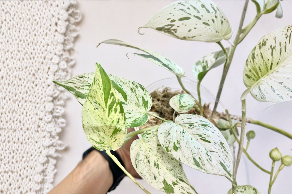 Epipremnum Pinnatum Marble Live Plant - Rooted Variegated Pothos Climbing Houseplant