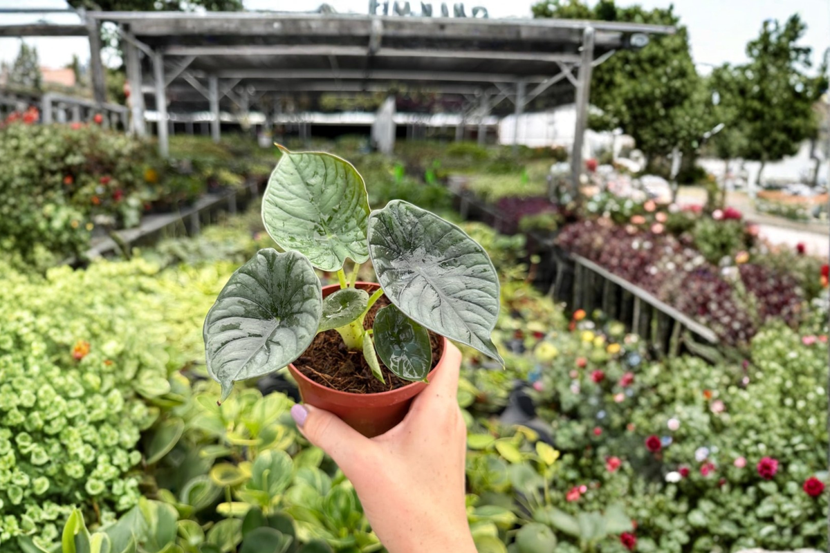 Alocasia Reginae Live Plants - 2 Exact Plants in 4-Inch Size (Bare-Root/Shipping Confirm)