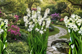 Single Tuberose Bulbs - 6 Large Bulbs, White Flowers, Agave amica (Polianthes tuberosa) Rajanigandha