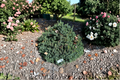 Dwarf White Spruce Echiniformis – Picea glauca 4" Live Plant, Compact Evergreen Conifer