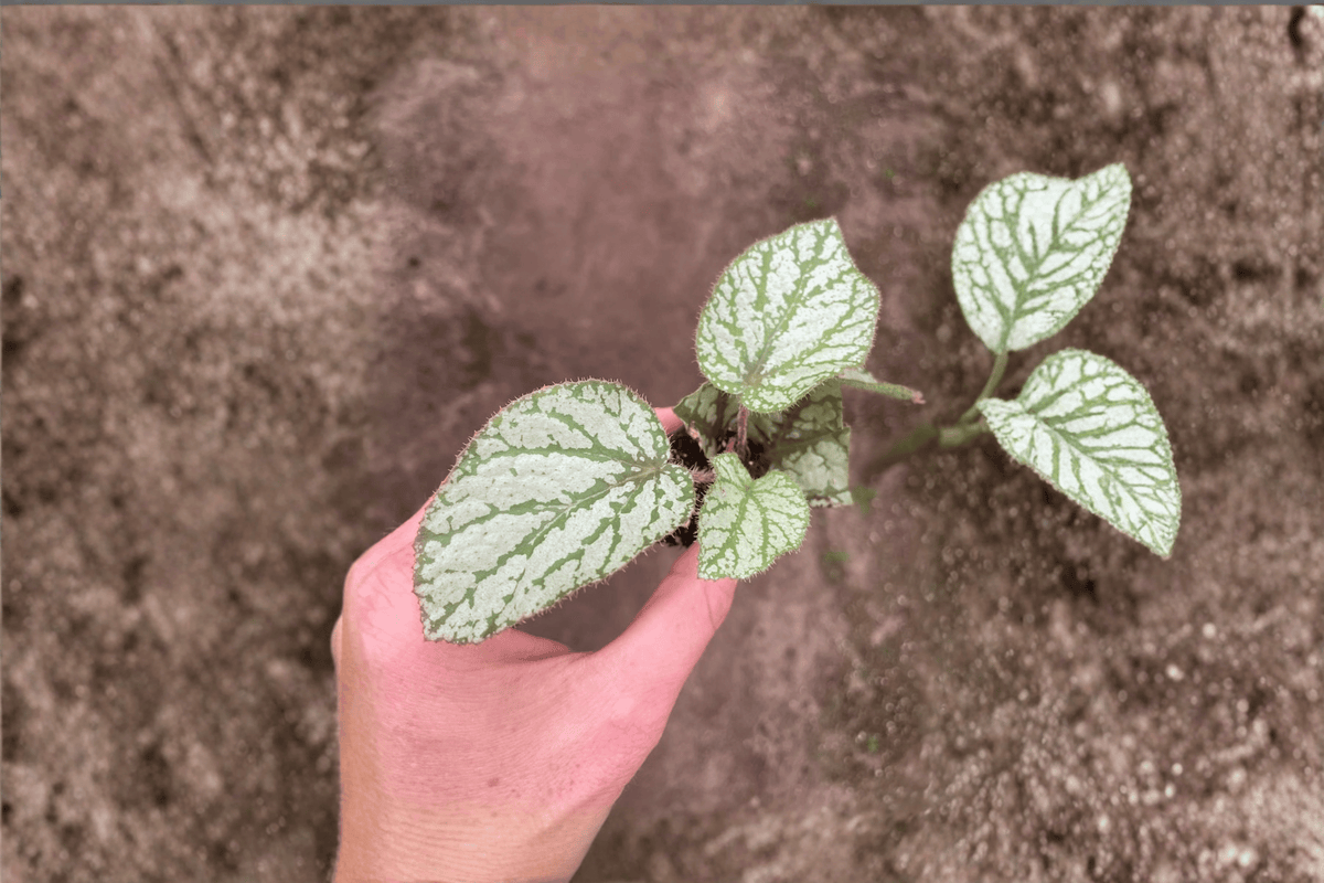 Begonia U309 Starter Plants – 2 Bare Root Begonias