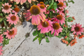 Fresco Apricot Coneflower Echinacea 'Fresco Apricot' - 3 Rooted Starter Plants in 1 Qt Pots