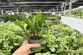 ZZ Plant (Zamioculcas zamiifolia) 2 Live Plants in 4-Inch Pots – Shipped Potted
