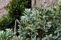 Silver King Euonymus Live Plant 3 Gallon Pot | Euonymus japonicus ‘Silver King’ Evergreen Shrub