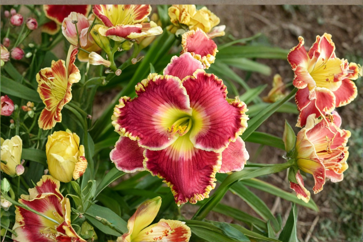 Born to Run Daylily (Hemerocallis 'Born to Run') Bare Root 3 Plants