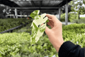 Syngonium Albo Podophyllum Starter Plants (2) – Variegated Arrowhead Plant, Live
