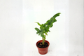 Alocasia Jacklyn Live Plant - Rooted 4 Inch Pot | Elephant Ear Tropical Houseplant