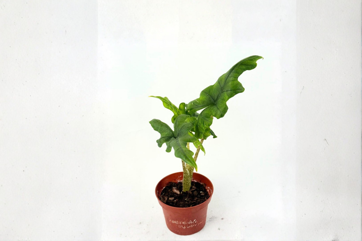 Alocasia Jacklyn Live Plant - Rooted 4 Inch Pot | Elephant Ear Tropical Houseplant