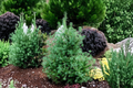 Deborah Waxman Larch (Larix laricina ‘Deborah Waxman’) - 12-Inch Grafted Dwarf Deciduous Conifer