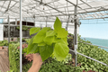 Lemon Lime Heartleaf Philodendron — 2 Live Plants in 4-Inch Pots