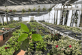 Red Iceton Croton (Codiaeum variegatum) - 2 Live Starter Plants in Soil Pods