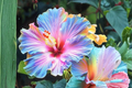 Giant Multicolor Hibiscus Seeds - 3 Seeds for Outdoor Gardens & Containers