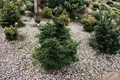Dwarf Macedonian Fir ‘JK Greece’ - Abies borisii-regis, 8" Live Plant in 1 Gallon Pot