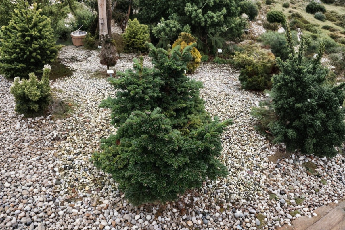 Dwarf Macedonian Fir ‘JK Greece’ - Abies borisii-regis, 8" Live Plant in 1 Gallon Pot