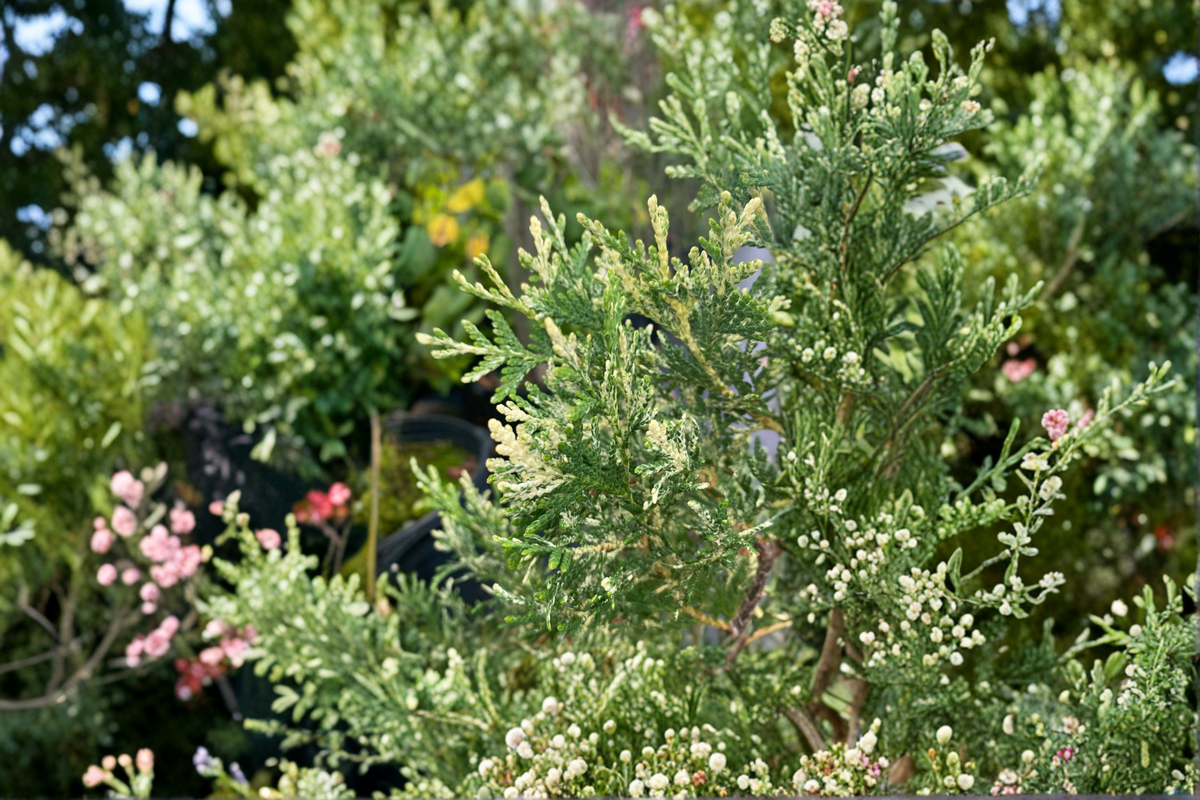 Wansdyke Silver Arborvitae (Thuja occidentalis ‘Wansdyke Silver’) - 1 Gallon Live Plant