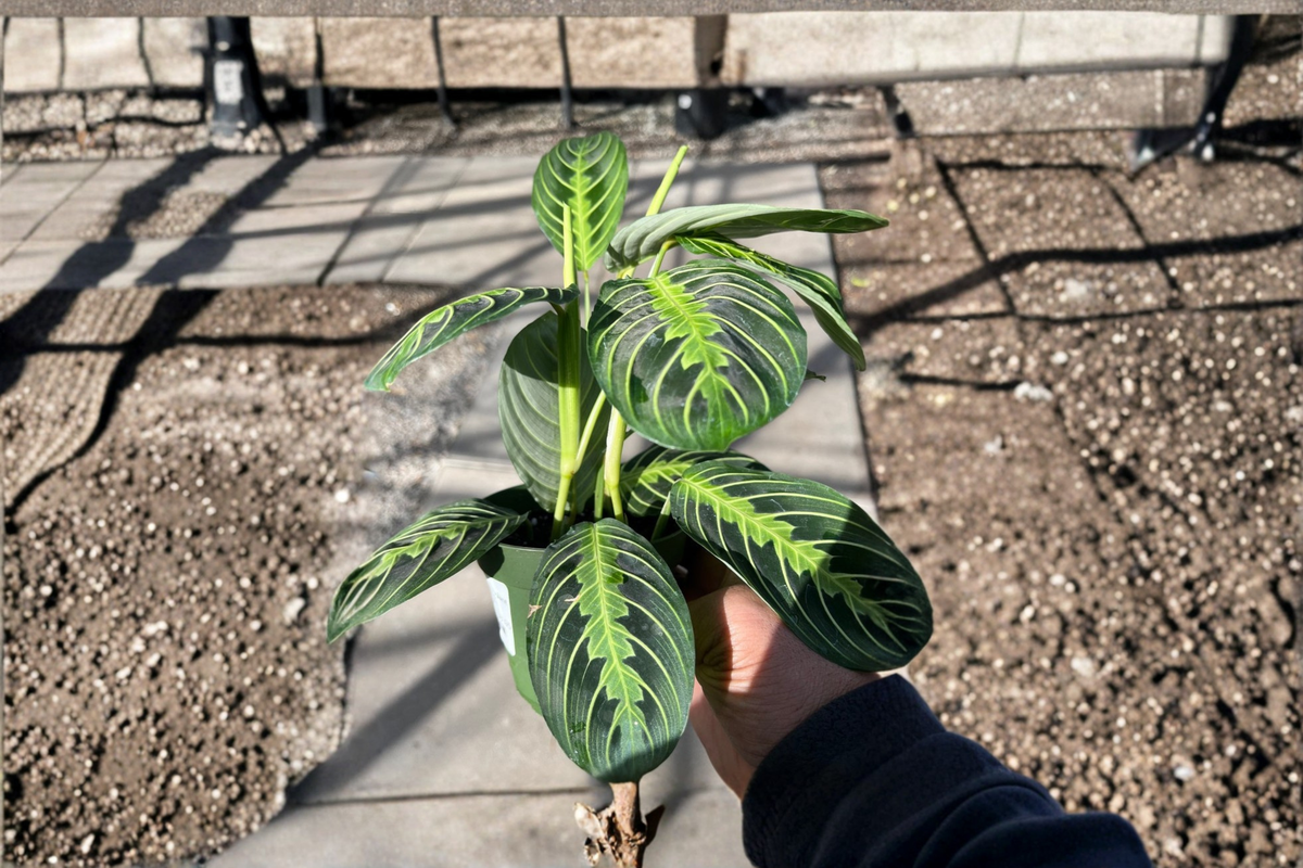 Lemon Lime Maranta Prayer Plant Live Houseplant • Maranta leuconeura