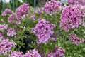 Red Pixie Lilac - Syringa × Red Pixie, 1 Gallon Potted Live Plant