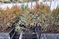 Globosa Nova Arborvitae Live Plant Quart Pot | Thuja occidentalis ‘Globosa Nova’
