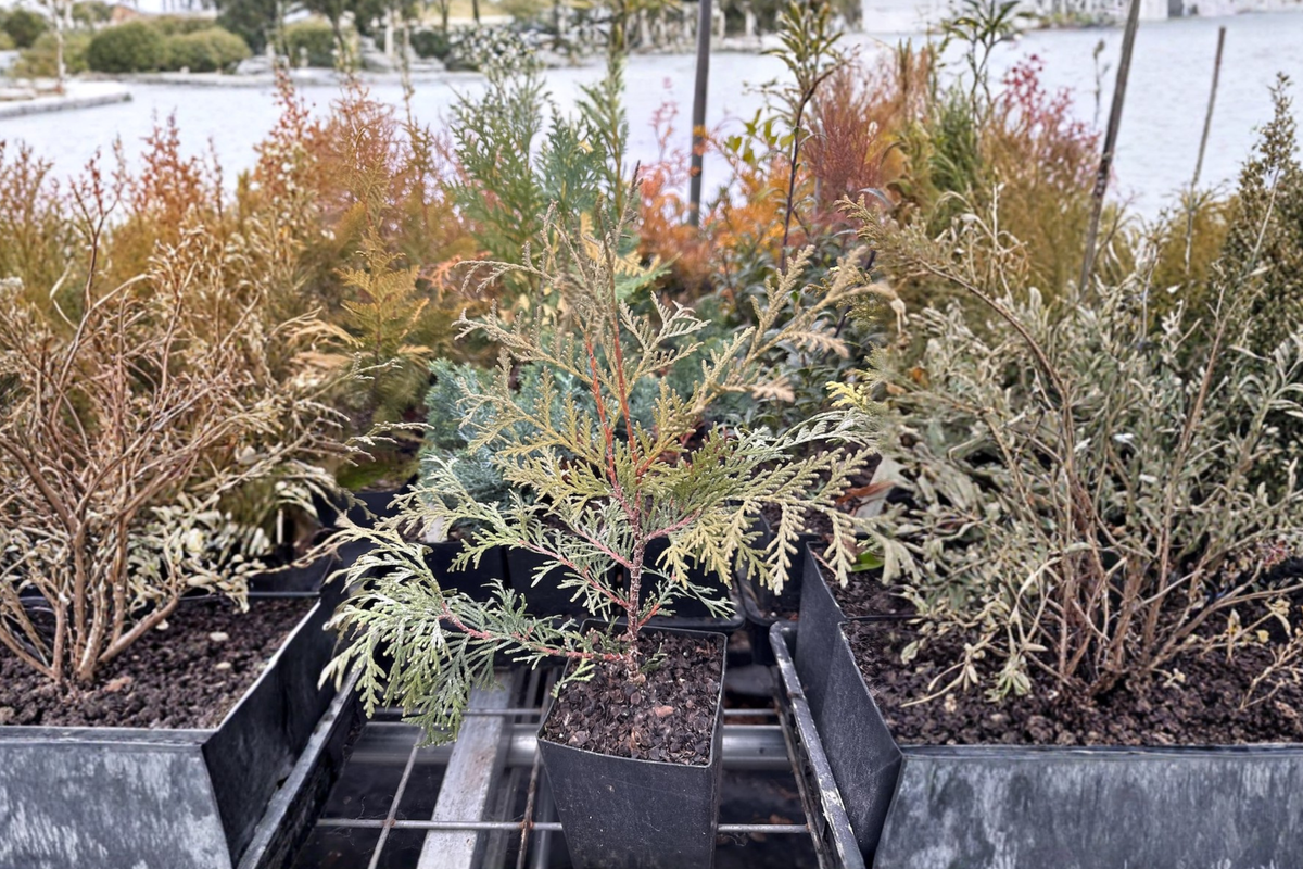 Globosa Nova Arborvitae Live Plant Quart Pot | Thuja occidentalis ‘Globosa Nova’