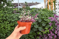 Tradescantia Pink Panther Live Plants - 4-Inch Pots (2 Exact Plants)