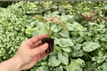Caladium Scarlet Mary (2 Live Starter Plants) - Exact Plants Pictured