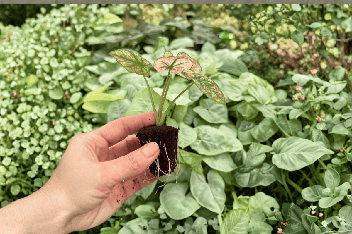 Caladium Scarlet Mary (2 Live Starter Plants) - Exact Plants Pictured