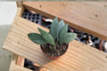 Hoya Parviflora Splash Starter Plant | Variegated Hoya 2-Inch Pot