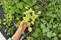 Peperomia Cupid Variegated - 2 Live Plants in 4-Inch Nursery Pots