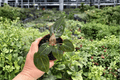Anthurium Papi x Xone Live Plants – 2 Exact 4-Inch Pots