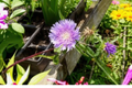 Blue Danube Stokes Aster Live Plants - 3 Rooted Starters in 1 Qt Pots