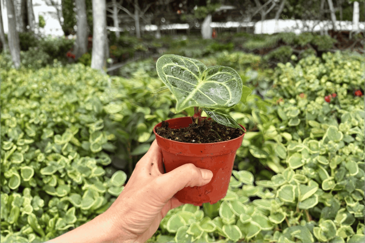 Anthurium Dorayaki × Carla Live Plants - 2 Exact 4-Inch Pots (Tropical Aroid)