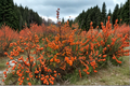 Winterberry Winter Gold Ilex verticillata - 4" Live Plant with Orange Berries