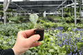 Alocasia Parasol Starter Plants (2) - Live 2-Inch Pots