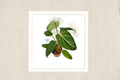 Philodendron Gloriosum Live Starter Plant or Rooted Cutting | Velvet Leaves, White Veining