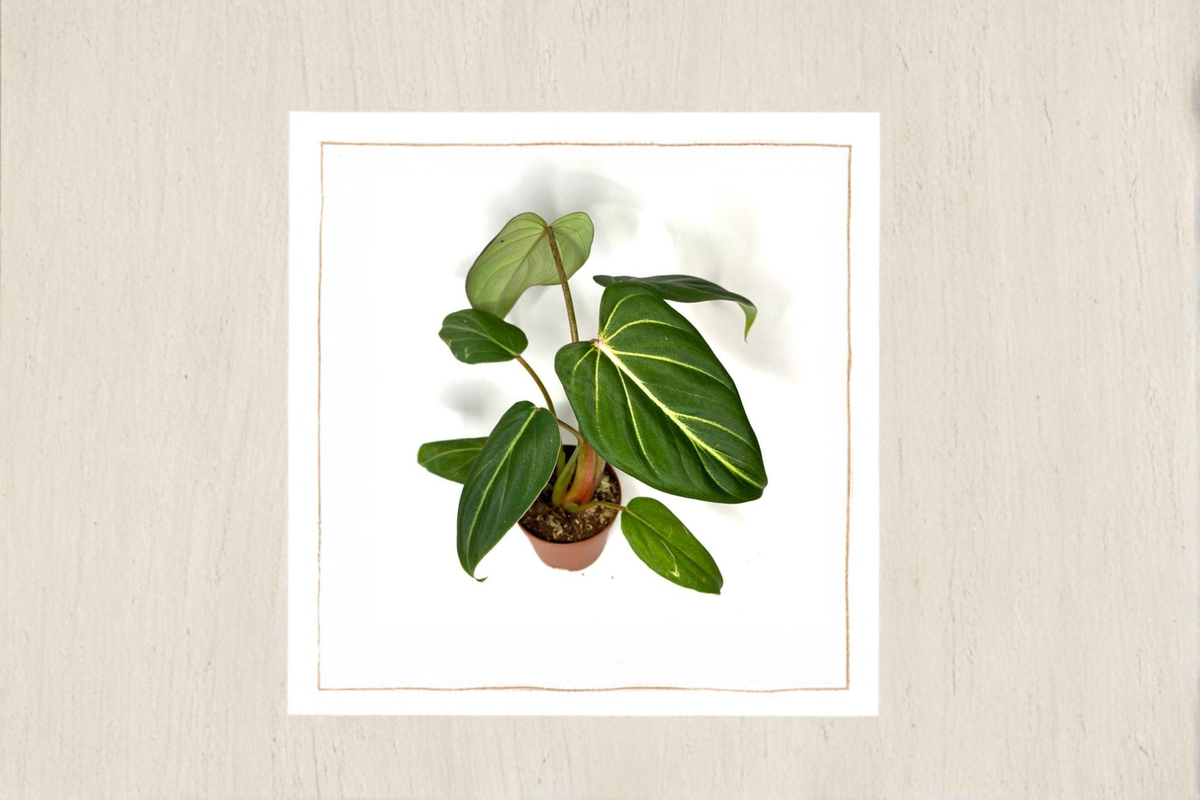 Philodendron Gloriosum Live Starter Plant or Rooted Cutting | Velvet Leaves, White Veining