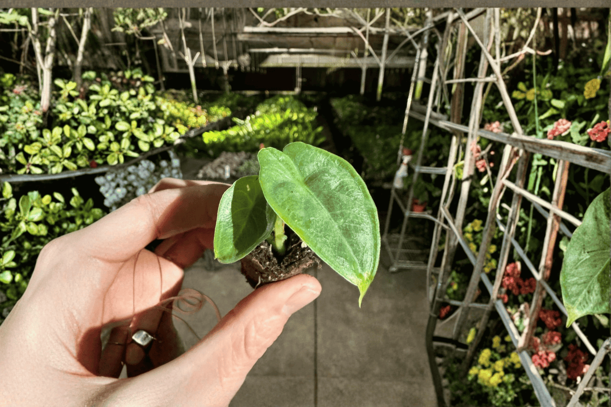 Alocasia puncak borneensis Starter Plants – Bare Root, 2 Live Plants