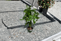 Money Tree Live Plant Pachira Aquatica | Fully Rooted Starter Plant