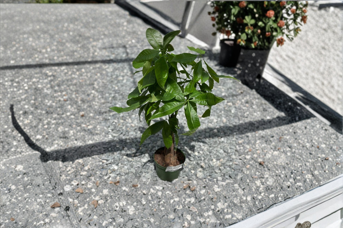 Money Tree Live Plant Pachira Aquatica | Fully Rooted Starter Plant