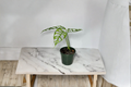 Monstera Obliqua Peru Starter Cutting | Live Indoor Tropical Climbing Plant