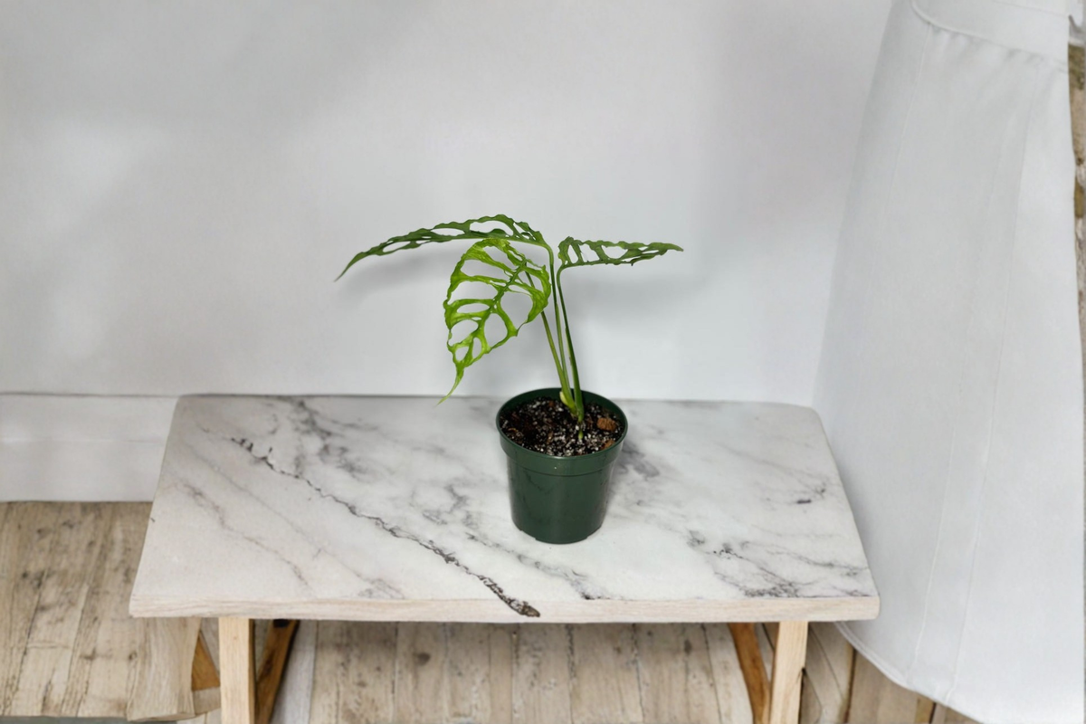 Monstera Obliqua Peru Starter Cutting | Live Indoor Tropical Climbing Plant
