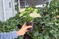 Syngonium Milk Confetti Live Plants (2) in 4-Inch Pots | Syngonium podophyllum
