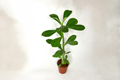 Desert Rose Adenium Obesum Live Plant – 2-Inch Pot, Rooted Starter, Blooming Succulent
