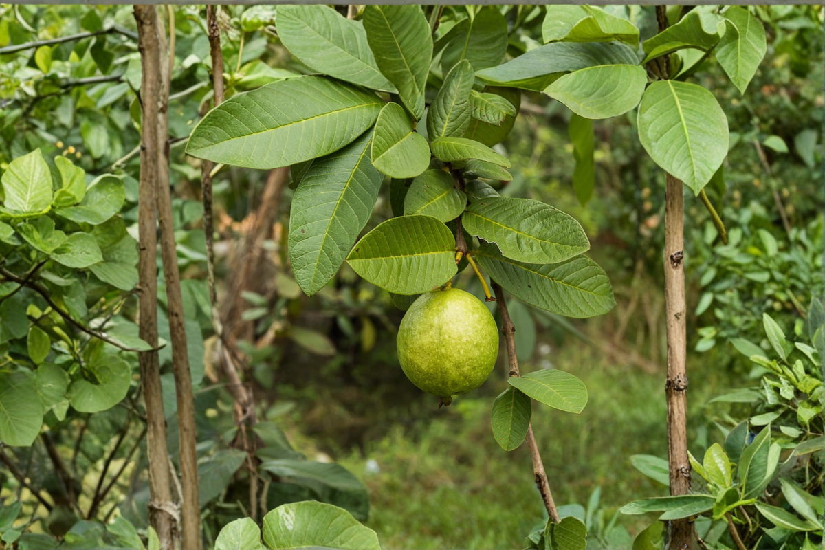 Giant Guava Seeds – 20 Fresh Psidium guajava Seeds for Tropical Fruit Gardening