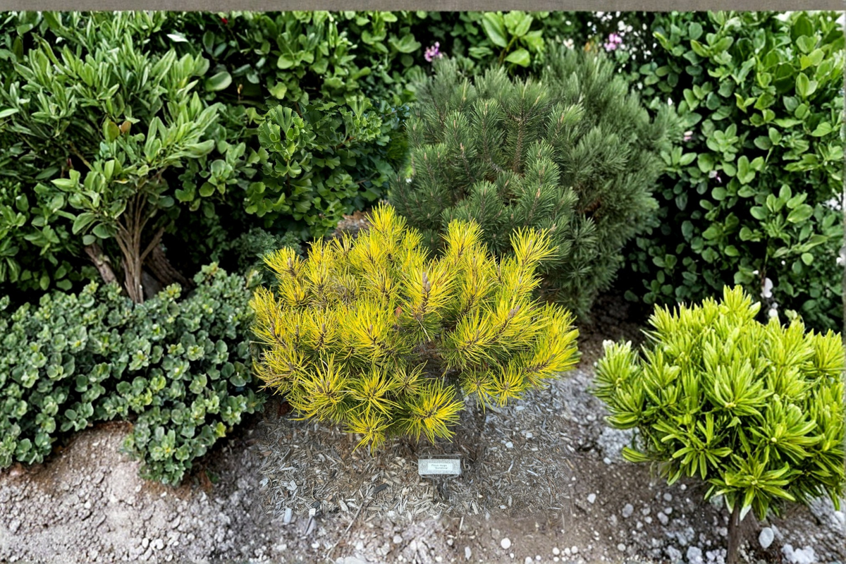 Sunshine Mugo Pine Pinus mugo ‘Sunshine’ – 10 Inch Live Plant in 1-Gallon Pot