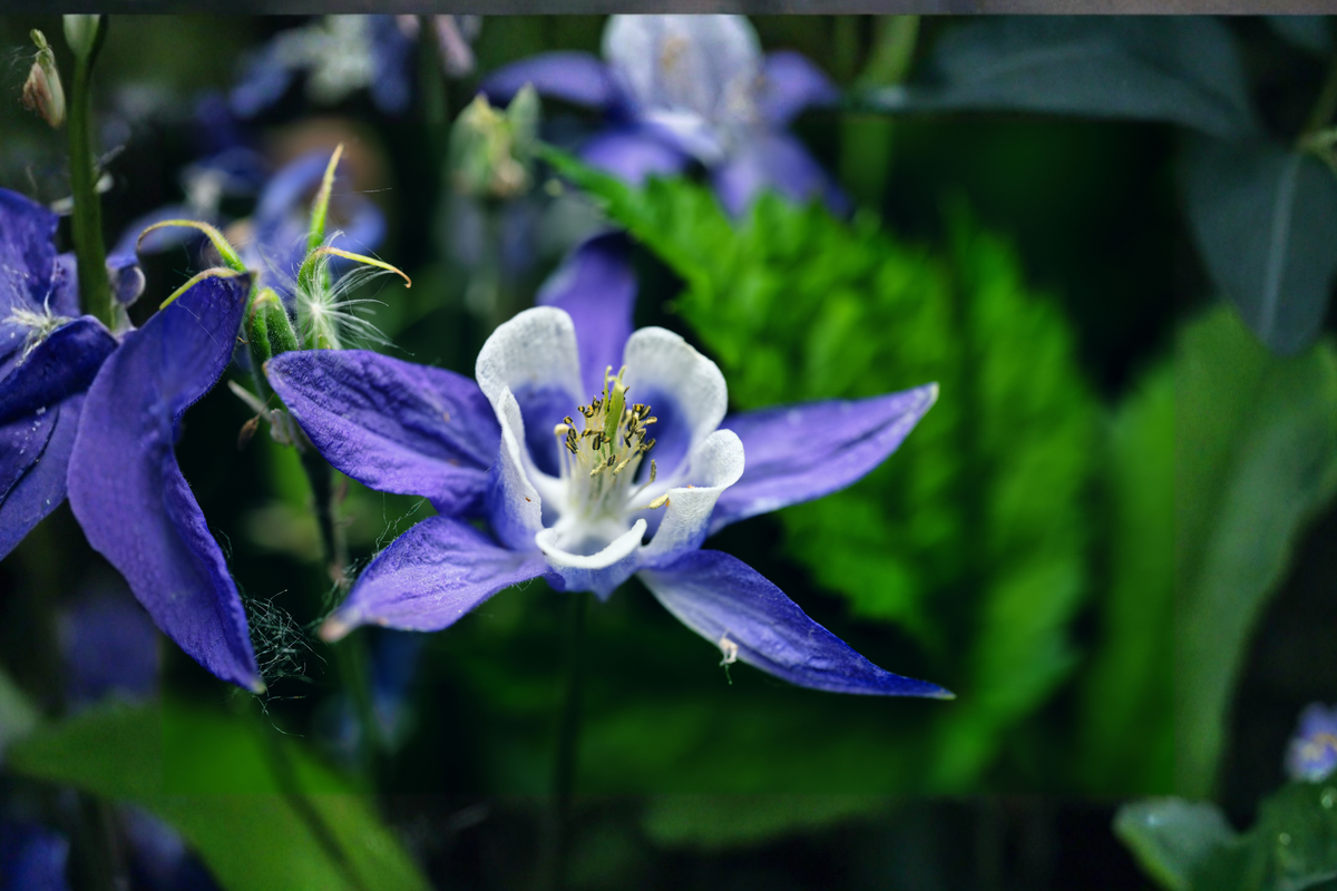 Kirigami Deep Blue & White Columbine - Aquilegia caerulea | 3 Rooted Starter Plants in 1 Qt Pots